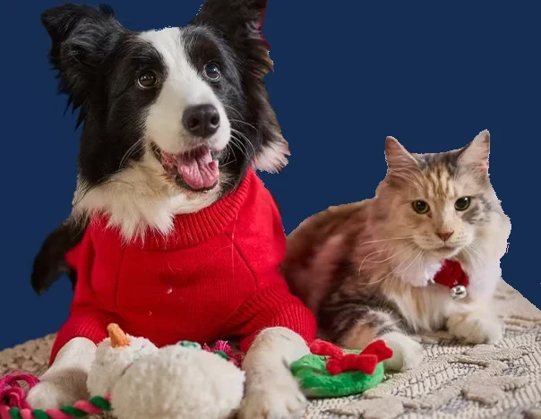 A dog in a red sweater and a cat with holiday toys, from the Chewy campaign