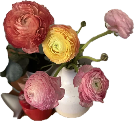 Ranunculus in a white vase