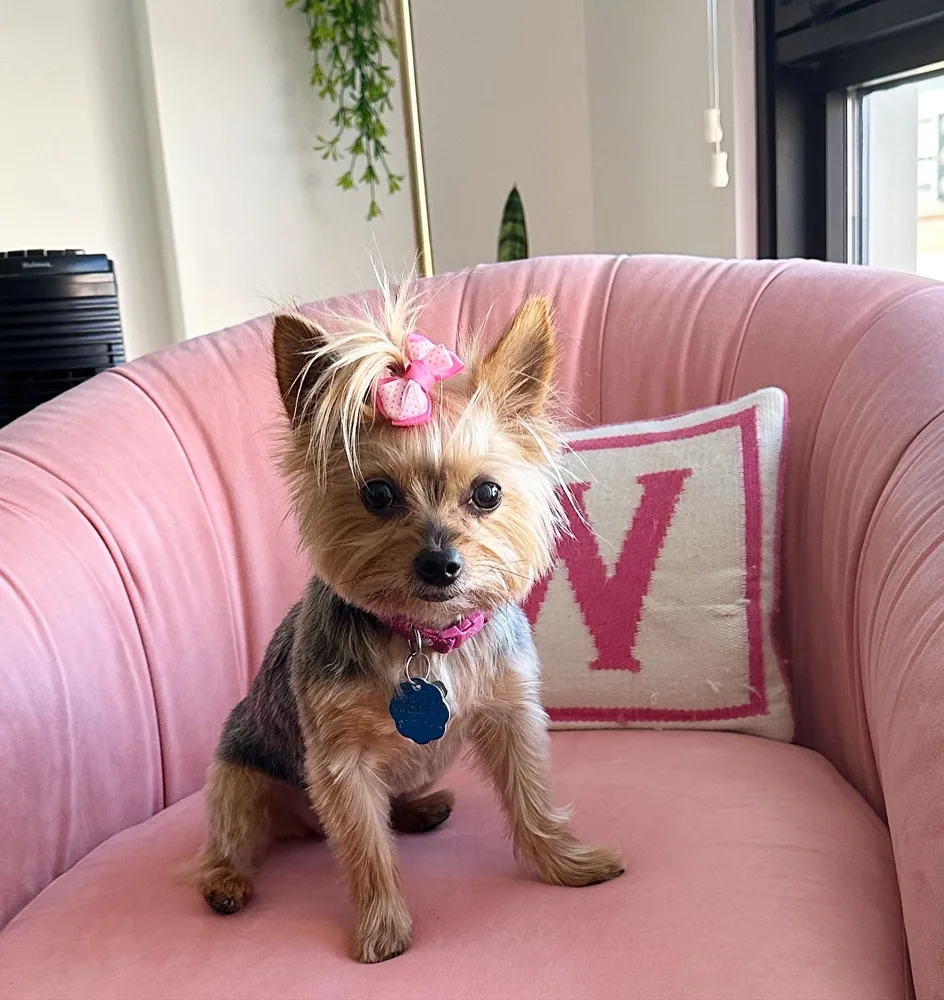 Zoey the Yorkie with a pink bow on a pink chair